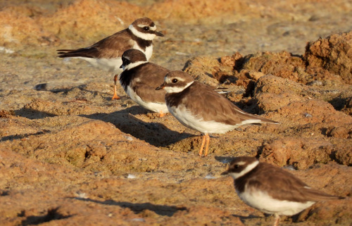 iNaturalist: (c) franciscopicondiaz, some rights reserved (CC BY-NC) iNaturalist image