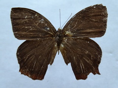 Taygetis rufomarginata