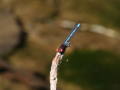 Argia oenea