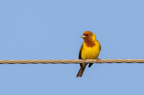 Escribano carirrojo (Emberiza bruniceps)