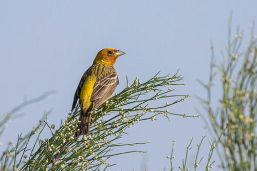 Escribano carirrojo (Emberiza bruniceps)