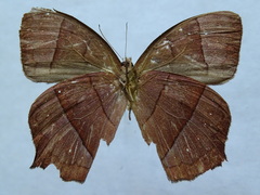 Taygetis rufomarginata