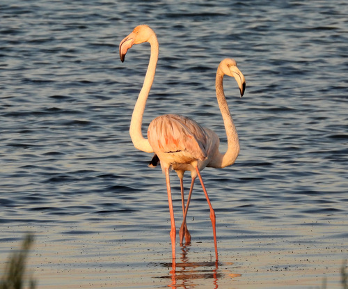 iNaturalist image