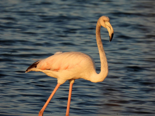 iNaturalist image
