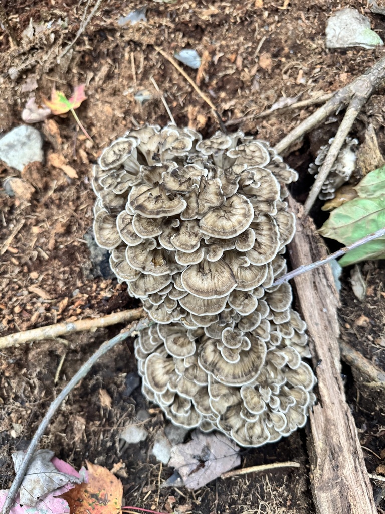 hen of the woods · September 2026 · photo: Photo: (c) David Weisenbeck, some rights reserved (CC BY) · iNaturalist