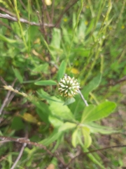 Trifolium vesiculosum