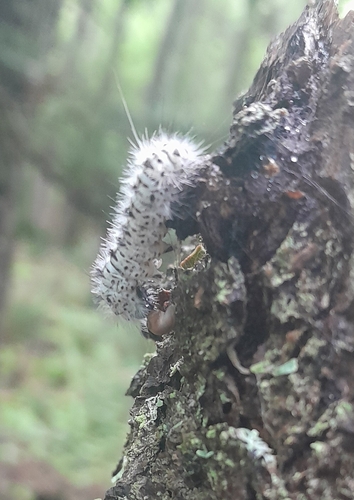 Hickory Tussock Moth