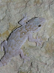 Tarentola annularis annularis
