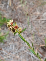 Ludwigia suffruticosa
