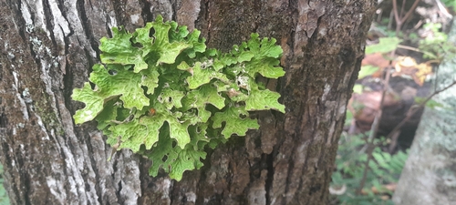 Tree Lungwort