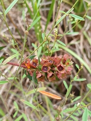 Ludwigia suffruticosa, photograph (c) xanderferret, some rights reserved (CC BY)