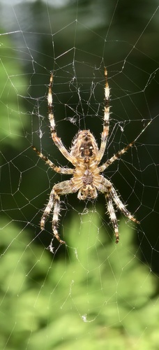 Cross Orbweaver