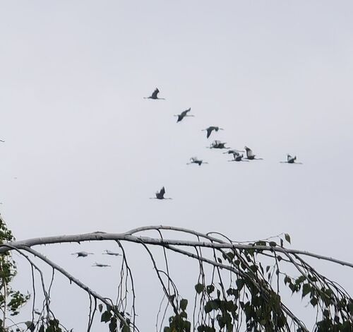 Common Crane