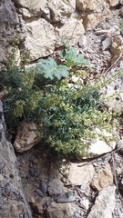 Matthiola odoratissima