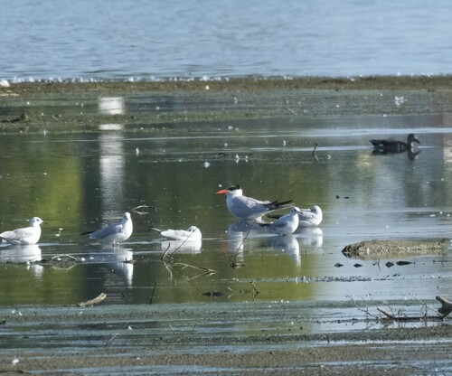 iNaturalist image