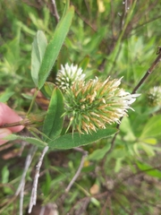 Trifolium vesiculosum