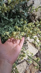 Matthiola odoratissima