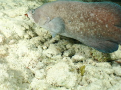 Rypticus saponaceus