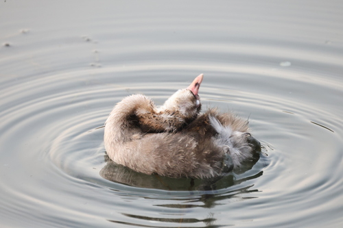 iNaturalist: (c) 清蒸充电器, some rights reserved (CC BY-NC), uploaded by 清蒸充电器 iNaturalist image