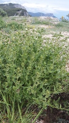 Scrophularia rupestris