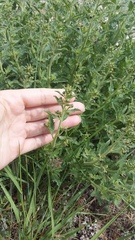 Scrophularia rupestris