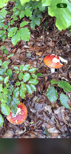 Fly Agaric