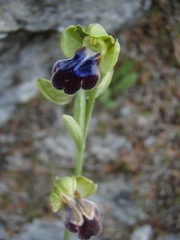 Ophrys fusca iricolor