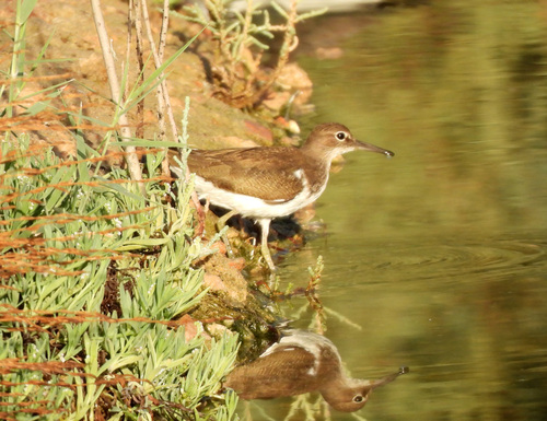 iNaturalist image