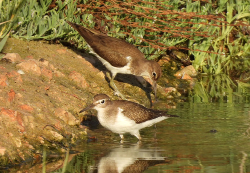 iNaturalist image