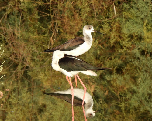 iNaturalist image