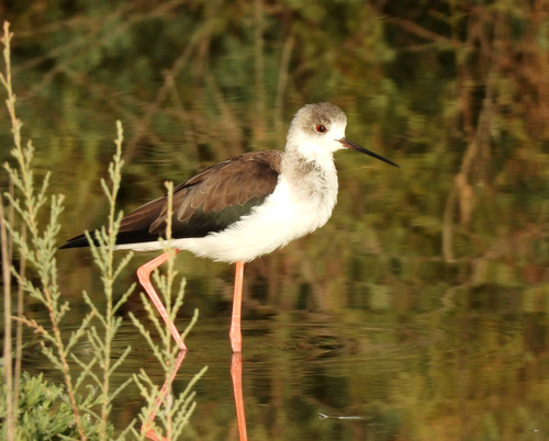 iNaturalist image