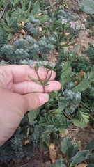 Valerianella coronata
