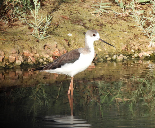 iNaturalist image