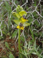 Ophrys lutea phryganae
