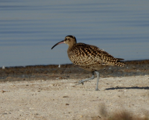 iNaturalist image
