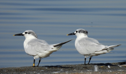 iNaturalist image