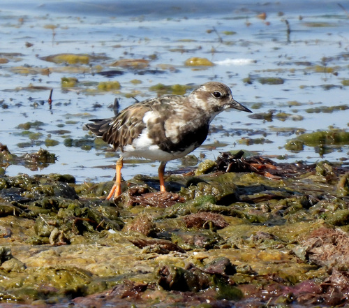 iNaturalist: (c) franciscopicondiaz, some rights reserved (CC BY-NC) iNaturalist image