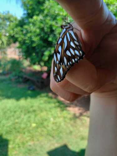 Gulf Fritillary