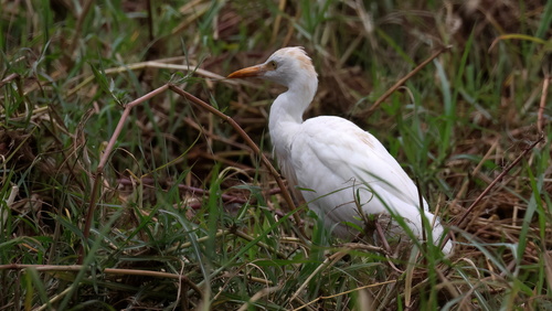 iNaturalist image