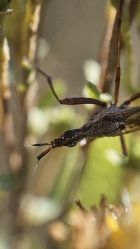 Longhorn Cactus Fly