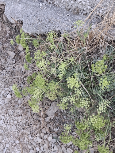 rock samphire