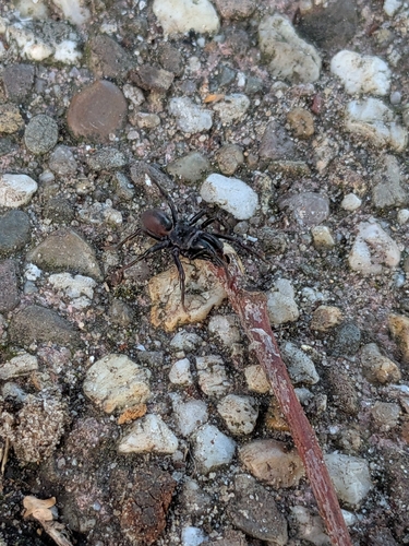 Purseweb Spider, 6877 AB Deelen, Holandia, photo 8 of 10