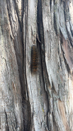 Salt Marsh Moth