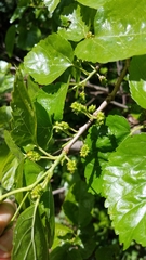 Morus alba