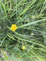 Ranunculus auricomus
