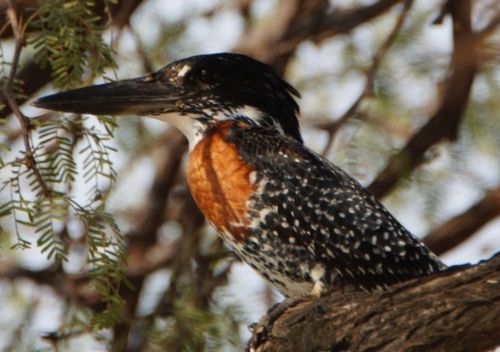 iNaturalist: (c) Pierre Driessen, some rights reserved (CC BY-NC), uploaded by Pierre Driessen iNaturalist image