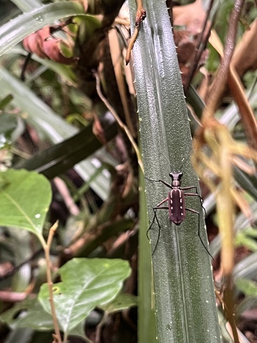 Cicindela lacrymans