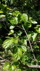 Morus alba