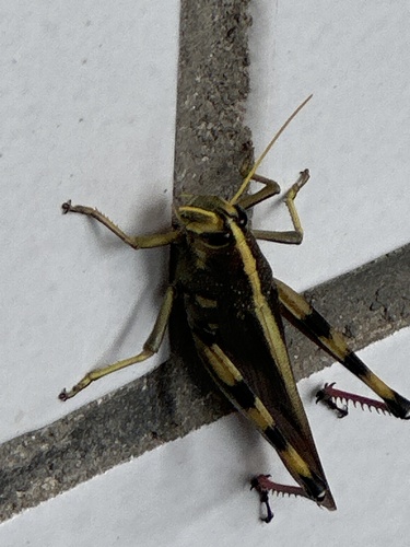 Langosta de raya blanca