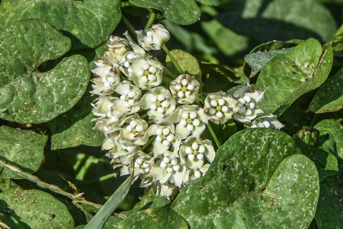 Funastrum cynanchoides, photograph 4